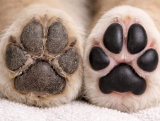 SkinPET® Mast na tlapky a čenich